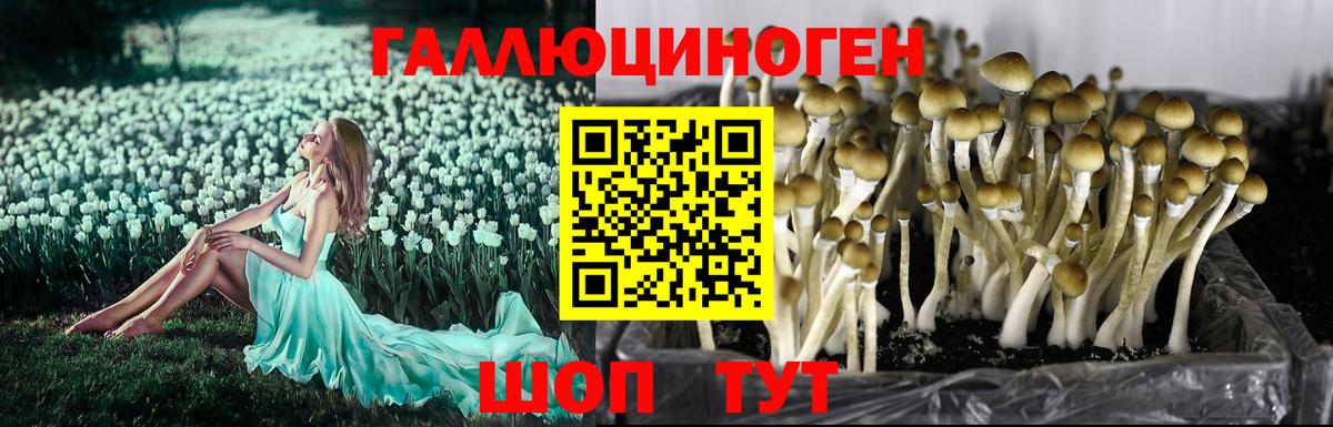 Псилоцибиновые грибы прущие грибы Луга